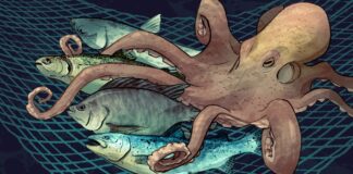 Прихований масштаб споживання морепродуктів: Океанські фабрики смерті