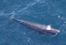 Пріоритет видобутку нафти в Мексиканській затоці над видом китів, що зникає.