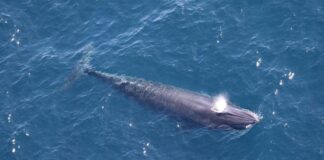 Produção de petróleo no Golfo priorizada em relação às espécies de baleias ameaçadas